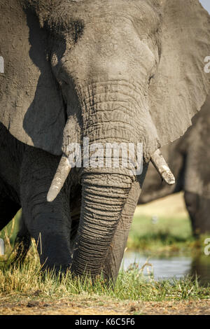 Elefanten am Fluss Khwai, Okavango Delta Stockfoto