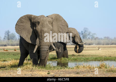 Elefanten am Fluss Khwai, Okavango Delta Stockfoto