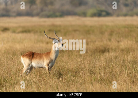 Red Letschwe in langen Gras, Okavango Delta, kwai, Botswana Stockfoto