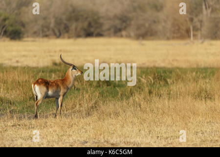 Red Letschwe in langen Gras, Okavango Delta, kwai, Botswana Stockfoto