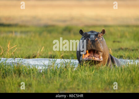 Hippopotamus in Wasser. Okavango Delta, khwai, Botswana Stockfoto