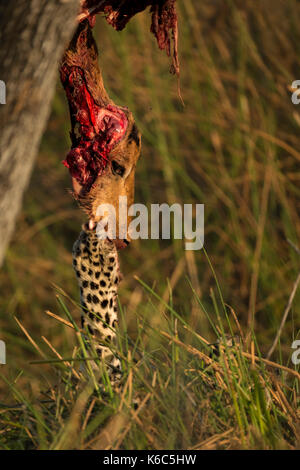 Junge leopard Fütterung auf impala in Baum, Okavango Delta, kwai, Botswana Stockfoto