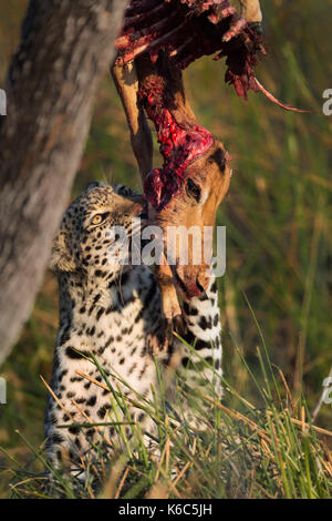 Junge leopard Fütterung auf impala in Baum, Okavango Delta, kwai, Botswana Stockfoto