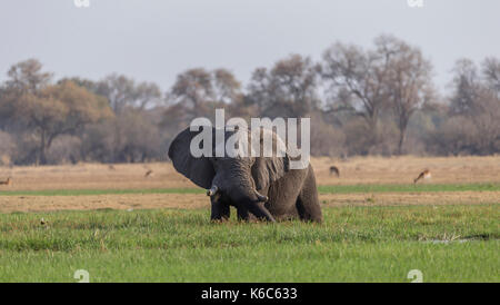 Elefanten füttern auf Gras im Sumpf, Okavango Delta, Kwai, Botswana Stockfoto