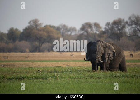 Elefanten füttern auf Gras im Sumpf, Okavango Delta, Kwai, Botswana Stockfoto