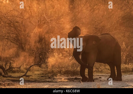 Elefanten (Elephantidae) schüttelte Staub in goldenes Licht, Kwai, Okavango Delta, Botswana Stockfoto