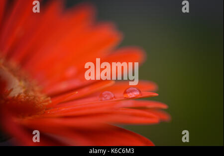 Makro Nahaufnahme Blume fotografie Bild von Gerbera daisy flower in einem rot-orange Farbe, mit Wassertropfen und Raum mit grünem Garten Hintergrund kopieren Stockfoto