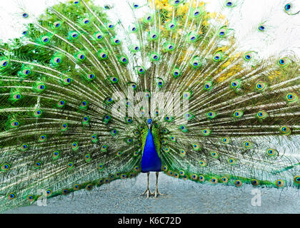 Pfauenfedern Paarung ist eine männliche Pfau seine Federn und Daunen Verbreitung in einem vollen auf balztanz. Stockfoto