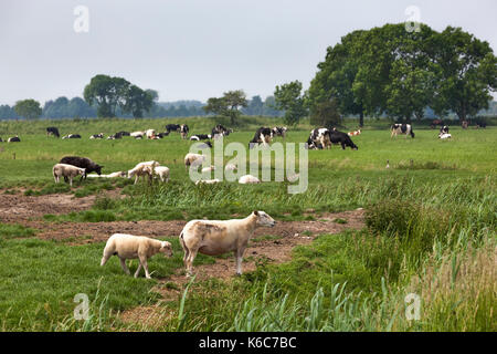 Schafe Schafe und Kühe auf der grünen Weide in den Niederlanden Stockfoto