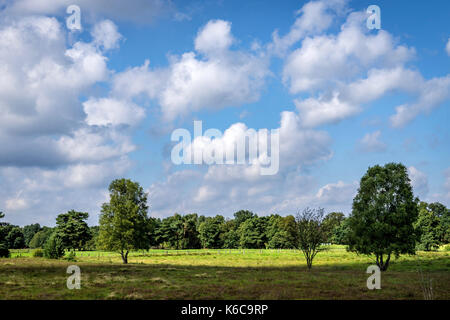 Lüneburger Heide (Heide) bei Hamburg, Deutschland Stockfoto