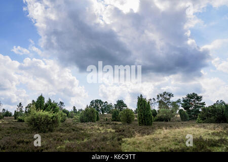 Lüneburger Heide (Heide) bei Hamburg, Deutschland Stockfoto