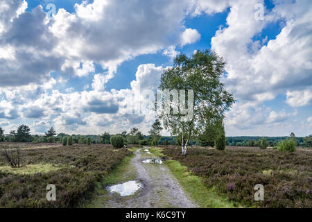 Lüneburger Heide (Heide) bei Hamburg, Deutschland Stockfoto