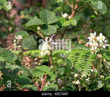 Eine weiße Admiral Schmetterling, ladoga Camilla, Fütterung auf dornbusch in Buxton Heide, Norfolk, England, Vereinigtes Königreich. Stockfoto