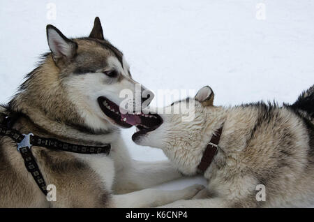 Zwei Alaskan Malamute Hunde spielen und küssen einander. Unfocused Schnee Hintergrund. Stockfoto