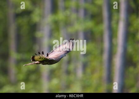 Honey-Buzzard (Pernis apivorus) im Flug Stockfoto