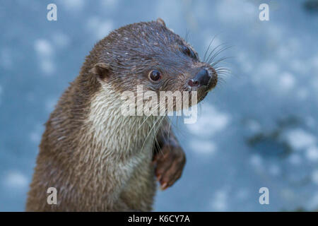 Eine captive Eurasische Fischotter (Lutra Lutra) in Bielefeld Zoo, Deutschland Stockfoto