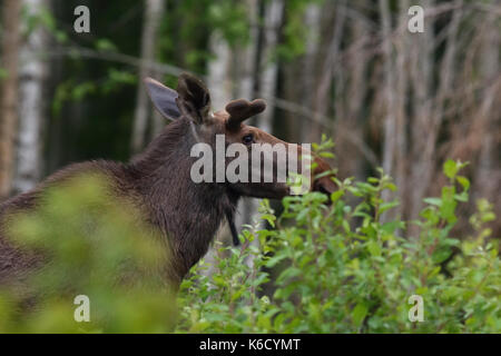 Eurasischen Elk aka Elch (Alces alces) im Frühjahr, Europa Stockfoto