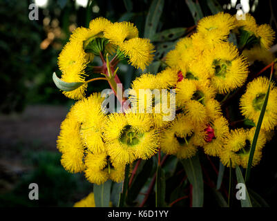 Große, helle Farben gelb Blumen rot bedeckte Kaugummi oder Eucalyptus erythrocorys. Stockfoto