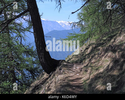 Auf einem alpinen Ridgeway (ein Abschnitt zwischen St. Martin im Kofel und der Stadt) Schlanders im Vinschgau, Südtirol - Wanderer hier den herrlichen Panoramablick genießen. 19.06.2017, getroffen. Foto: Reinhard Kaufhold/dpa-Zentralbild/ZB | Verwendung weltweit Stockfoto