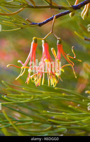 Nahaufnahme von roten Mistel Blume, dieses Exemplar gehen auf eine Akazie in der Mallee Land der Nördlichen Victoria. Einer parasitären Pflanze, die wächst auf einem Stockfoto