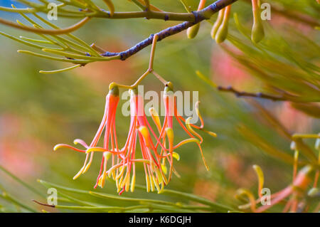 Nahaufnahme von roten Mistel Blume, dieses Exemplar gehen auf eine Akazie in der Mallee Land der Nördlichen Victoria. Einer parasitären Pflanze, die wächst auf einem Stockfoto