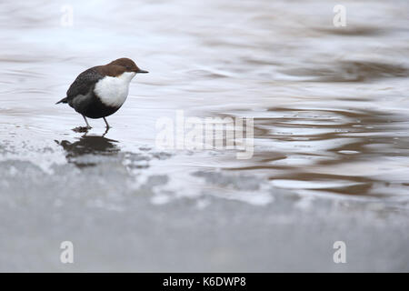 Weiße-throated Wasseramseln (Cinclus Cinclus). Europa Stockfoto