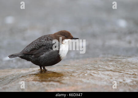 Weiße-throated Wasseramseln (Cinclus Cinclus). Europa Stockfoto