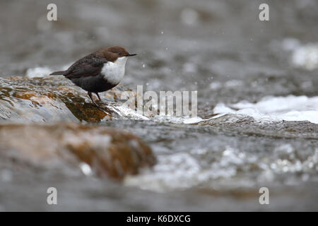 Weiße-throated Wasseramseln (Cinclus Cinclus). Europa Stockfoto