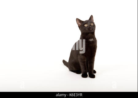 6 Monate altes Kätzchen, Katze, schwarz, im Studio, Großbritannien Stockfoto