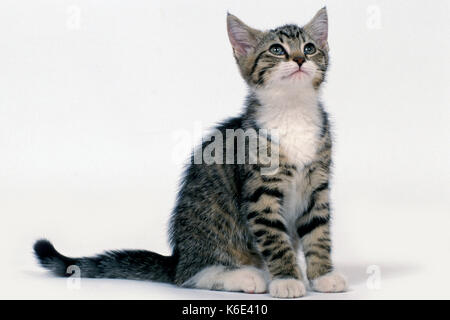 Hauskatze, Kätzchen, 14 Wochen alt, Tabby & Weiß, sitzend, weißer Hintergrund, ausgeschnitten, pet Stockfoto