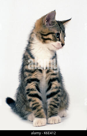 Hauskatze, Kätzchen, 14 Wochen alt, Tabby & Weiß, sitzend, weißer Hintergrund, ausgeschnitten, pet Stockfoto