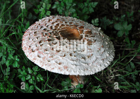 Sonnenschirm Pilz Stockfoto