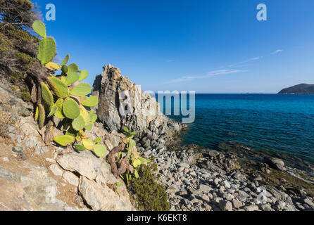 Feigenkakteen auf den Klippen umgeben das blaue Meer von Cala Monte Turno Castiadas Cagliari Sardinien Italien Europa Stockfoto