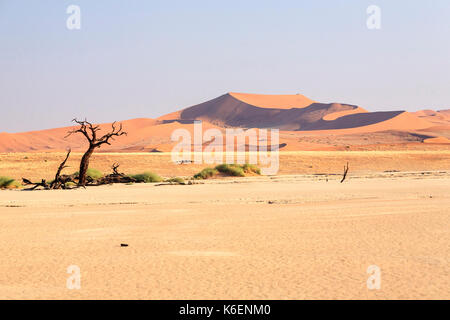 Tote Akazie umgeben von Sanddünen Deadvlei Sossusvlei Namib Naukluft National Park Namibia Afrika Stockfoto