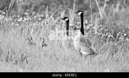 Kanadische Gänse, Nordamerika Stockfoto