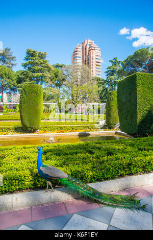 Peacock an Cecilio Rodriguez Gärten. Der Retiro Park, Madrid, Spanien. Stockfoto