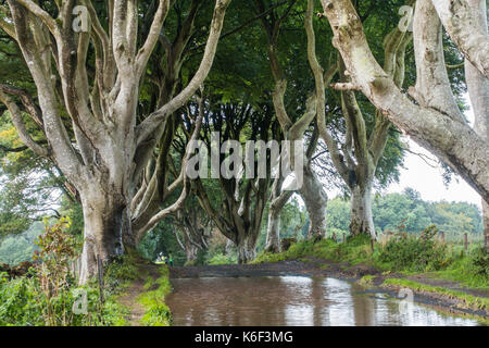 Die dunklen Hecken auf Bregagh Rd, Ballymoney, Antrim, Nordirland, eine Allee von zweihundert Jahre alte Buche in der HBO-TV-Serie in der Nähe von grac gesehen Stockfoto