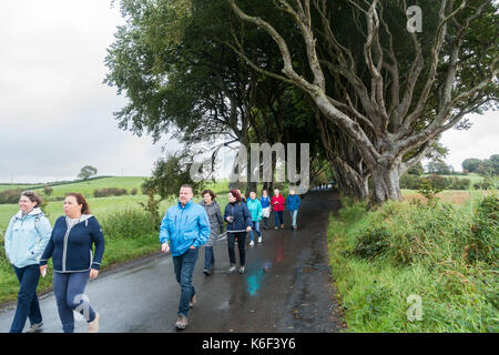 Die dunklen Hecken auf Bregagh Rd, Ballymoney, Antrim, Nordirland, eine Allee von zweihundert Jahre alte Buche in der HBO-TV-Serie in der Nähe von grac gesehen Stockfoto