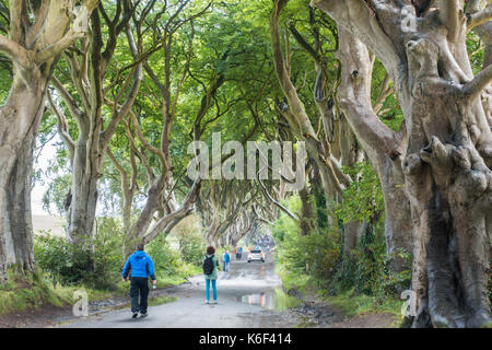 Die dunklen Hecken auf Bregagh Rd, Ballymoney, Antrim, Nordirland, eine Allee von zweihundert Jahre alte Buche in der HBO-TV-Serie in der Nähe von grac gesehen Stockfoto