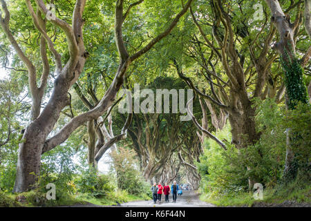 Die dunklen Hecken auf Bregagh Rd, Ballymoney, Antrim, Nordirland, eine Allee von zweihundert Jahre alte Buche in der HBO-TV-Serie in der Nähe von grac gesehen Stockfoto