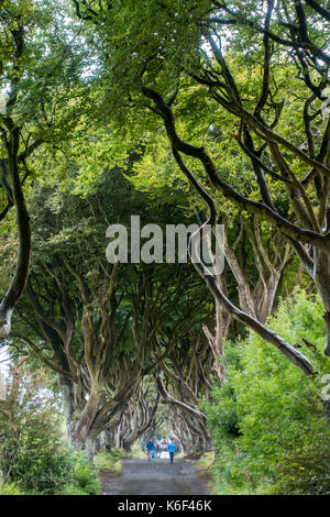 Die dunklen Hecken auf Bregagh Rd, Ballymoney, Antrim, Nordirland, eine Allee von zweihundert Jahre alte Buche in der HBO-TV-Serie in der Nähe von grac gesehen Stockfoto