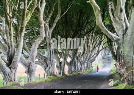 Die dunklen Hecken auf Bregagh Rd, Ballymoney, Antrim, Nordirland, eine Allee von zweihundert Jahre alte Buche in der HBO-TV-Serie in der Nähe von grac gesehen Stockfoto