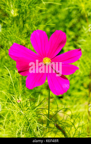 Kosmos, Blume Stockfoto