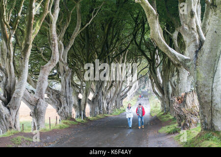 Die dunklen Hecken auf Bregagh Rd, Ballymoney, Antrim, Nordirland, eine Allee von zweihundert Jahre alte Buche in der HBO-TV-Serie in der Nähe von grac gesehen Stockfoto