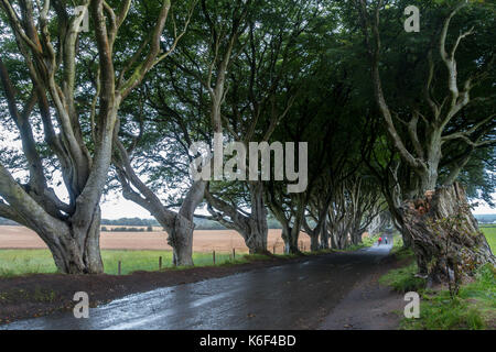 Die dunklen Hecken auf Bregagh Rd, Ballymoney, Antrim, Nordirland, eine Allee von zweihundert Jahre alte Buche in der HBO-TV-Serie in der Nähe von grac gesehen Stockfoto