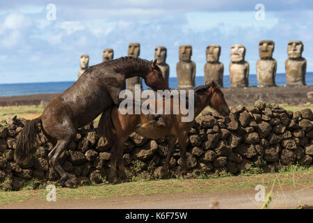 Wilde Pferde auf der Osterinsel, Chile Stockfoto