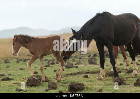 Wilde Pferde auf der Osterinsel, Chile Stockfoto