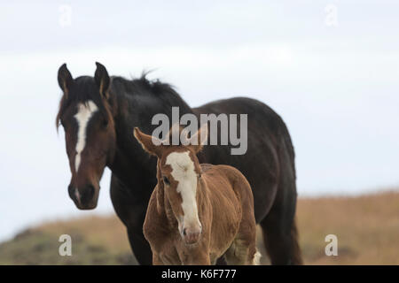 Wilde Pferde auf der Osterinsel, Chile Stockfoto