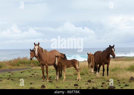 Wilde Pferde auf der Osterinsel, Chile Stockfoto