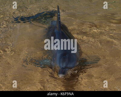 Neugierig Dolphin nahe am Strand in Francois Peron Nationalpark, Western Australia Stockfoto